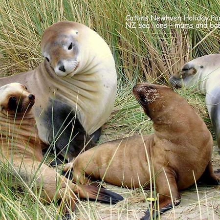 卡特林斯纽海文假日公园露营地 Owaka 外观 照片